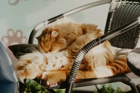 Gato deitado sobre uma cadeira estofada durante a higienização com equipamento profissional