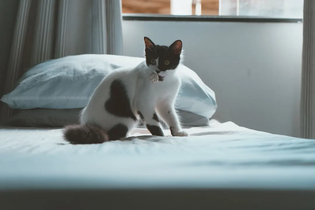 Gato sobre a cama — acidentes de pets são causa comum de mancha e odor de urina no colchão