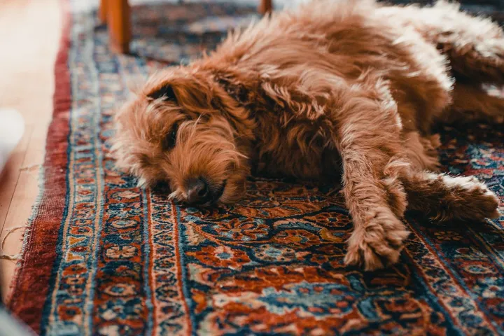 Cachorro deitado sobre um tapete persa na sala de casa